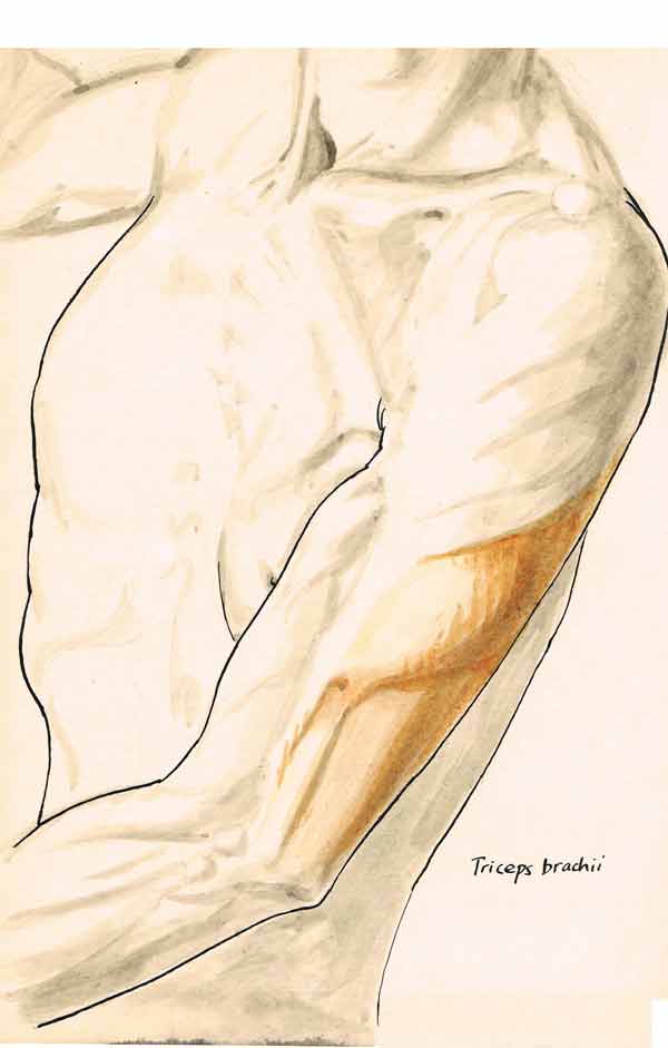 Triceps brachialis
