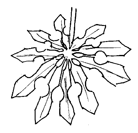 Mexican leaf
