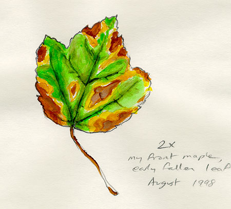 Early-fallen maple leaf