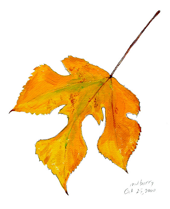 Mulberry leaf