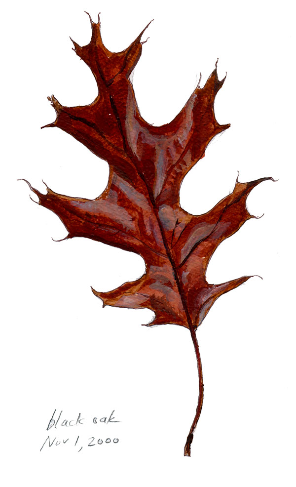 Scarlet oak leaf